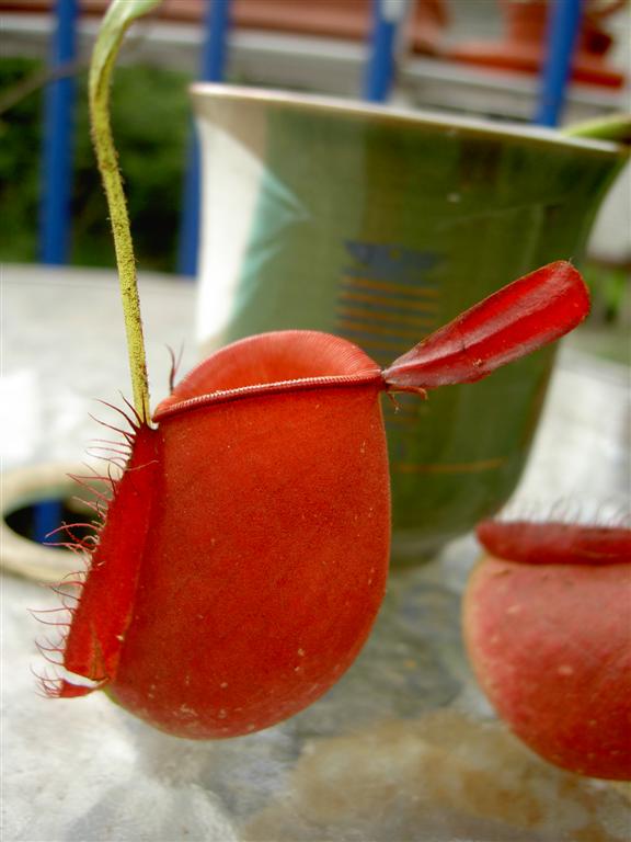 Nepenthes ampullaria 'red' 2